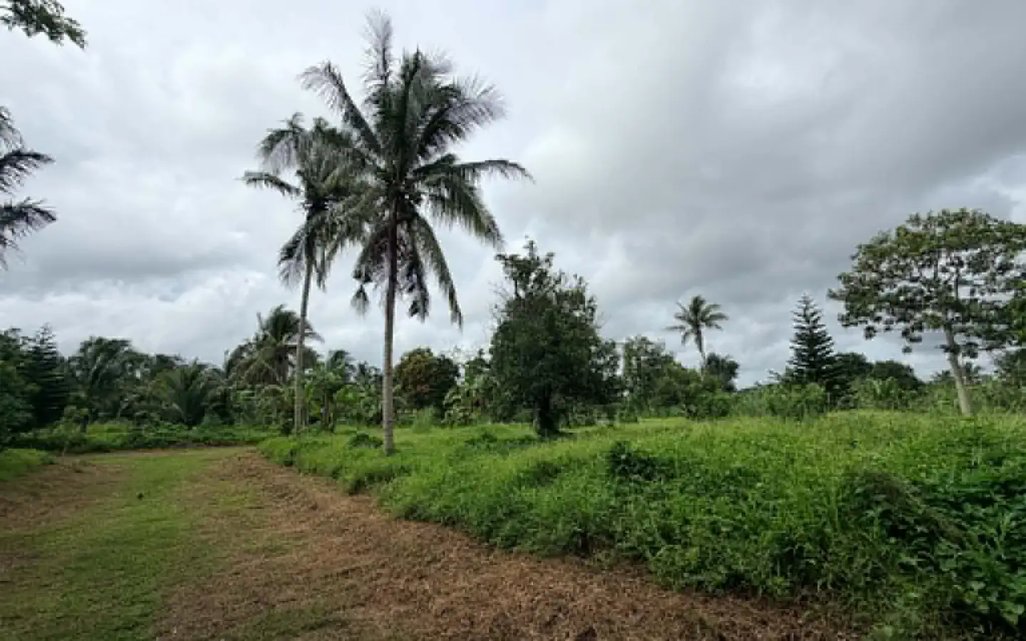 260 SQM Farm Lot in Amadeo, Cavite 260 sqm farm lot in Amadeo, Cavite