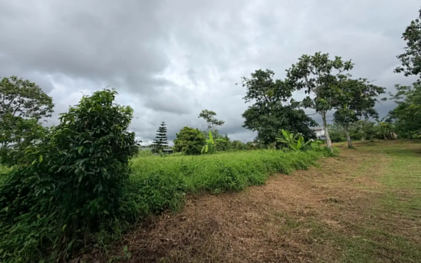 Farm Lot Property in Amadeo, Cavite Amadeo Cavite Farm Lot for Sale | 260 SQM