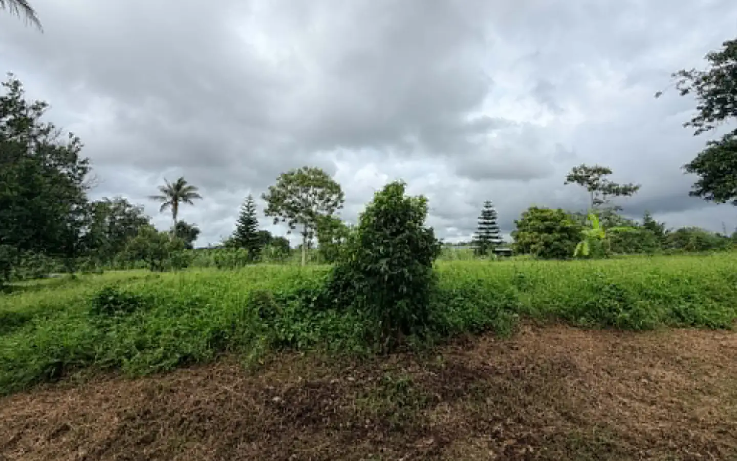 Countryside Farm Lot in Amadeo, Cavite Countryside farm lot in Amadeo, Cavite